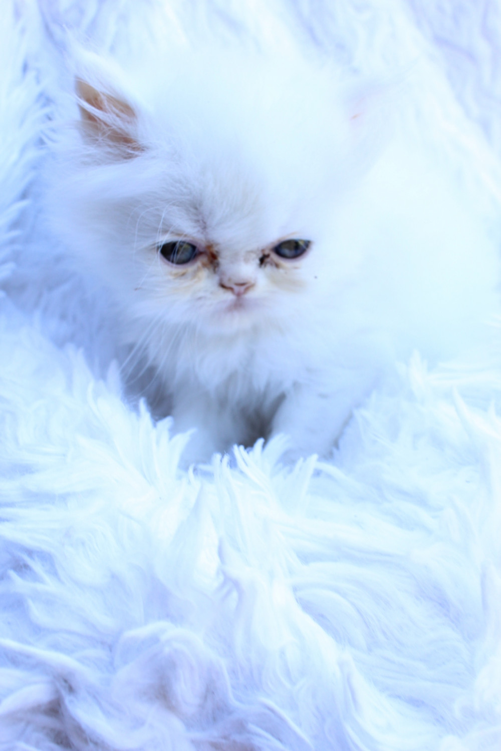 Persian Cats For Sale Madison, MS 245038 Petzlover