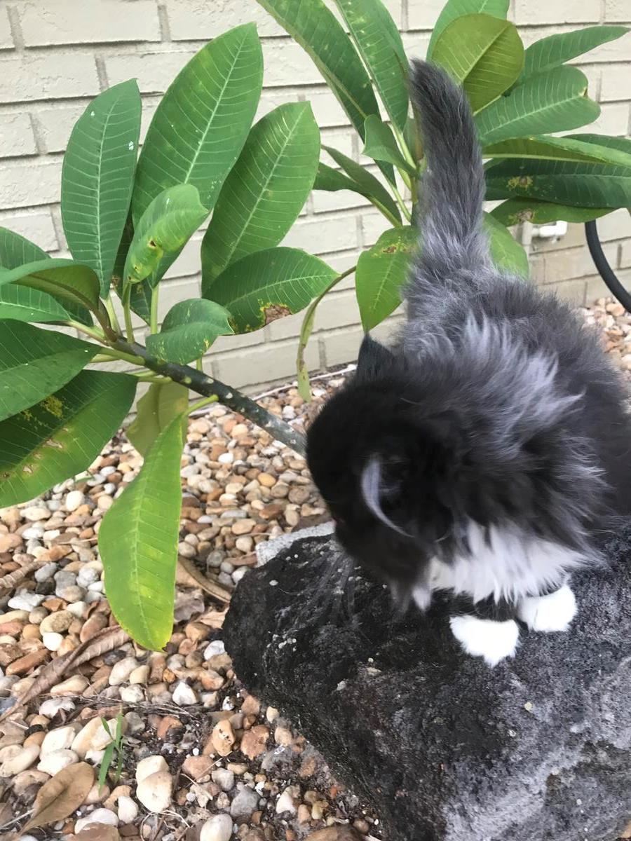 Persian Cats For Sale Columbus, OH 245370 Petzlover