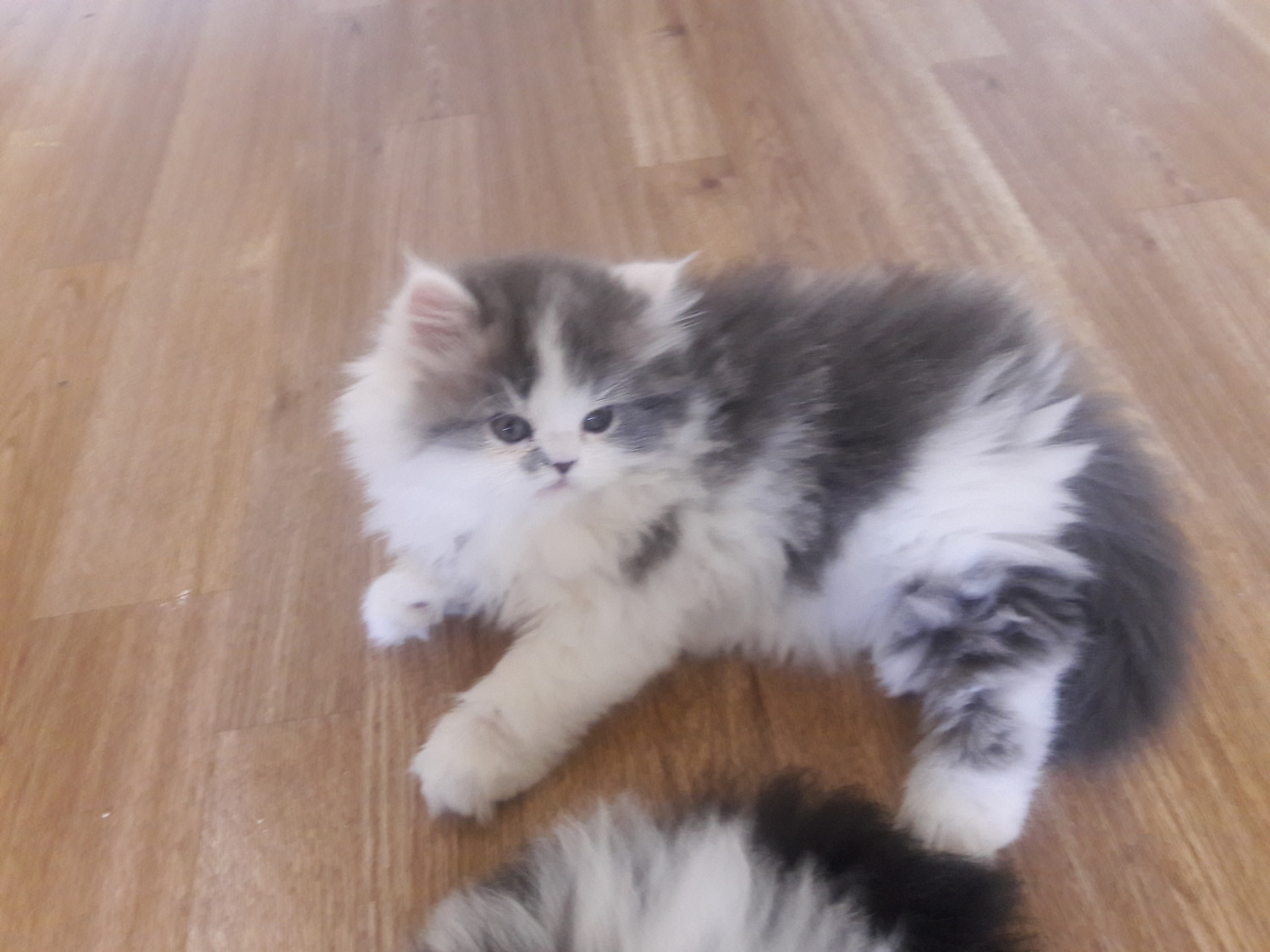 Persian Cats For Sale | Sewell, NJ #244389 | Petzlover