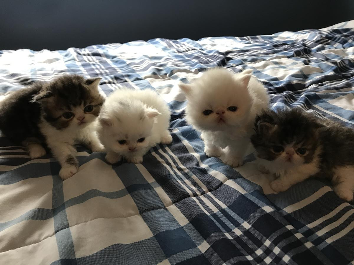 Persian Cats For Sale Philadelphia, PA 247200 Petzlover