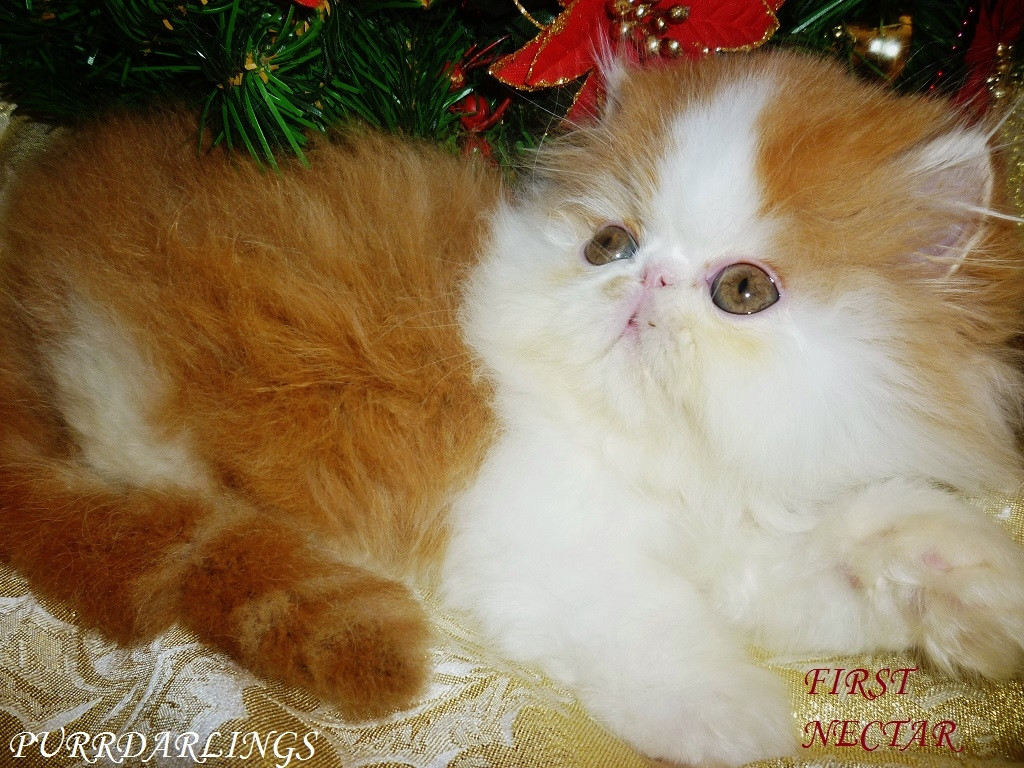 Persian Cats For Sale Waxhaw, NC 250066 Petzlover
