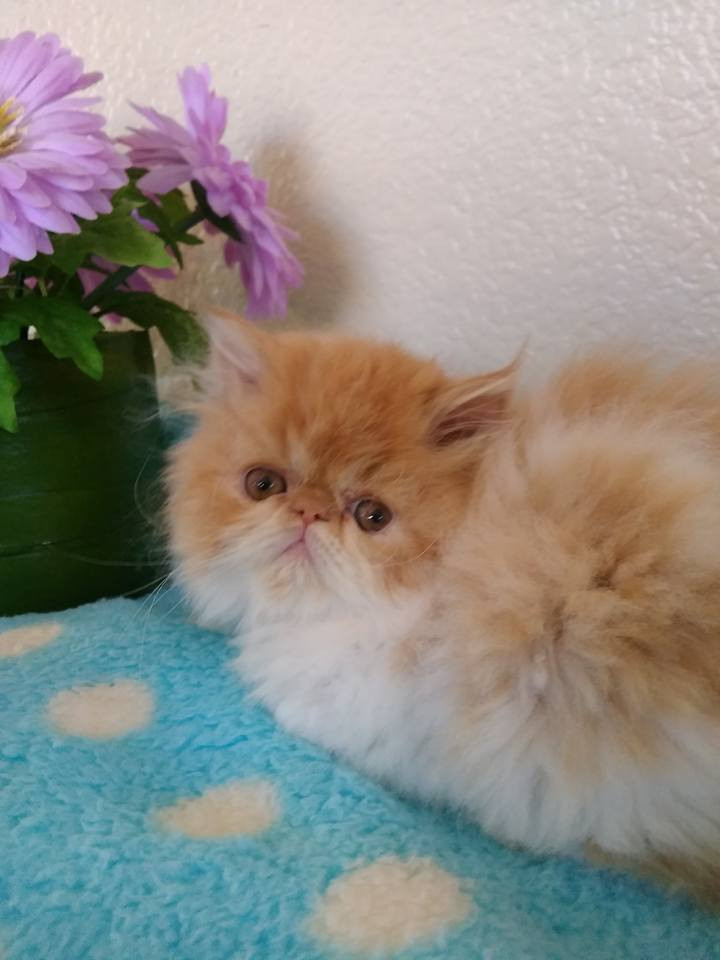 Persian Cats For Sale Mesa, AZ 246163 Petzlover
