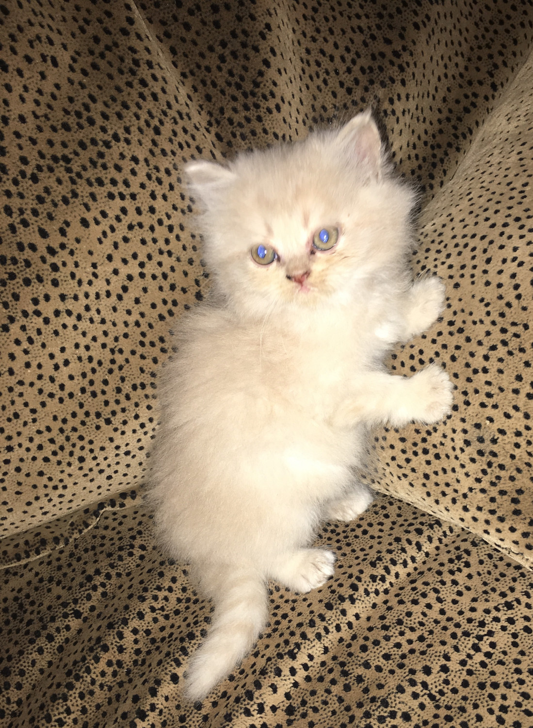 Persian Cats For Sale | Atlanta, GA #252360 | Petzlover