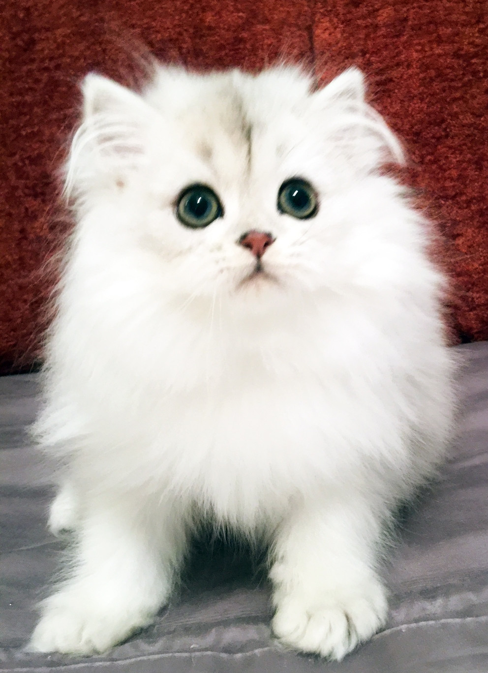 Persian Cat Breed: Size, Appearance & Personality