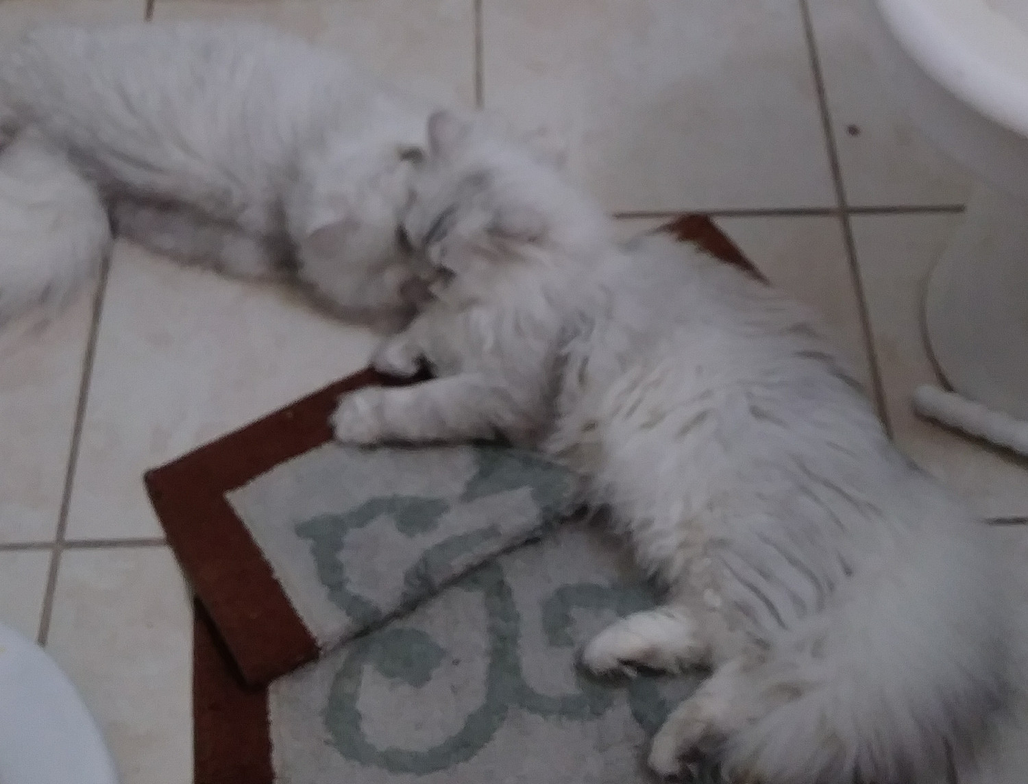 Persian Cats For Sale San Antonio, TX 258758 Petzlover