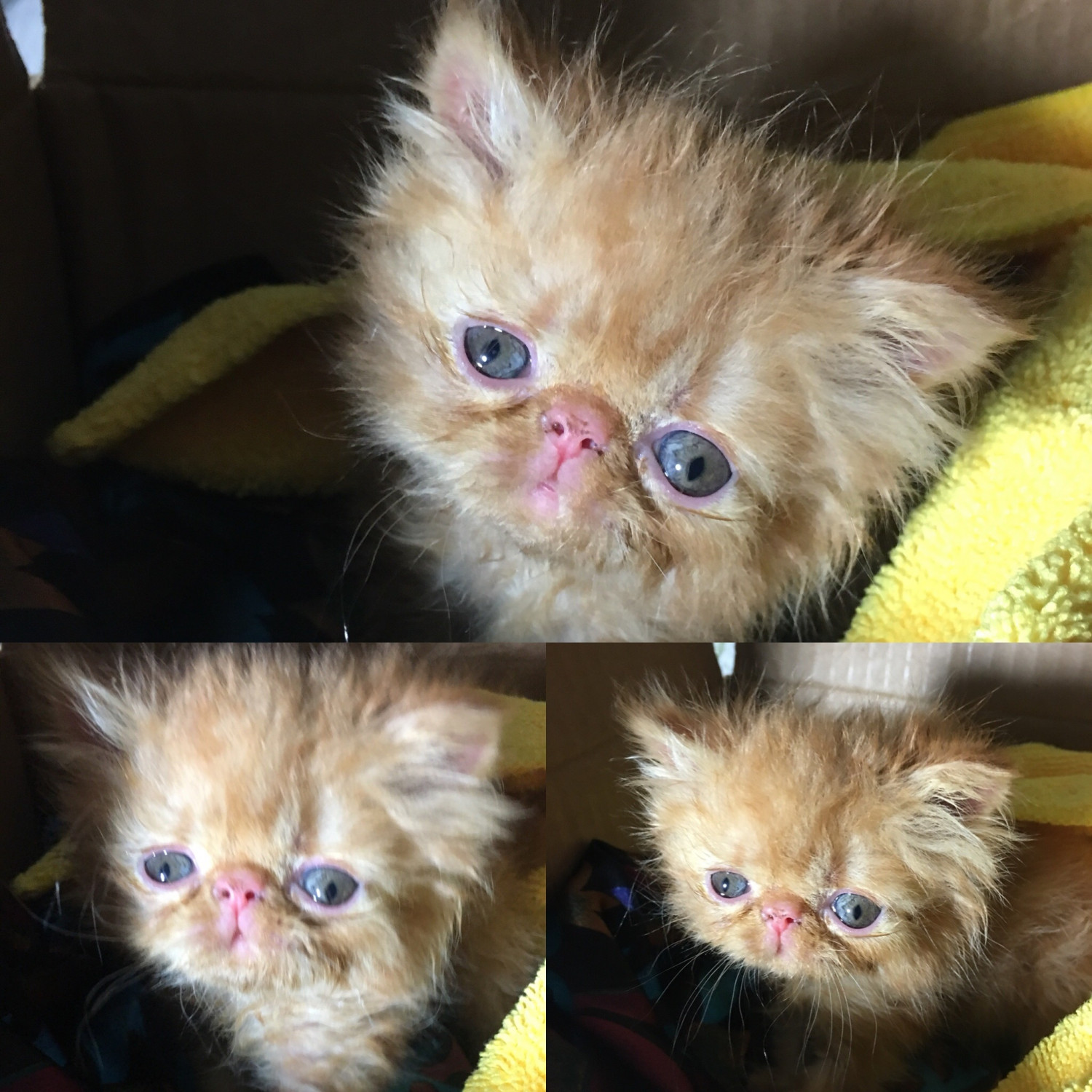 Persian Cats For Sale Sandy Springs, GA 250522