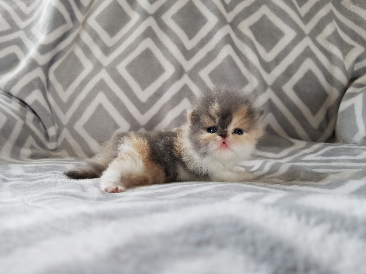 Persian Cats For Sale Fort Loudon, PA 274370 Petzlover