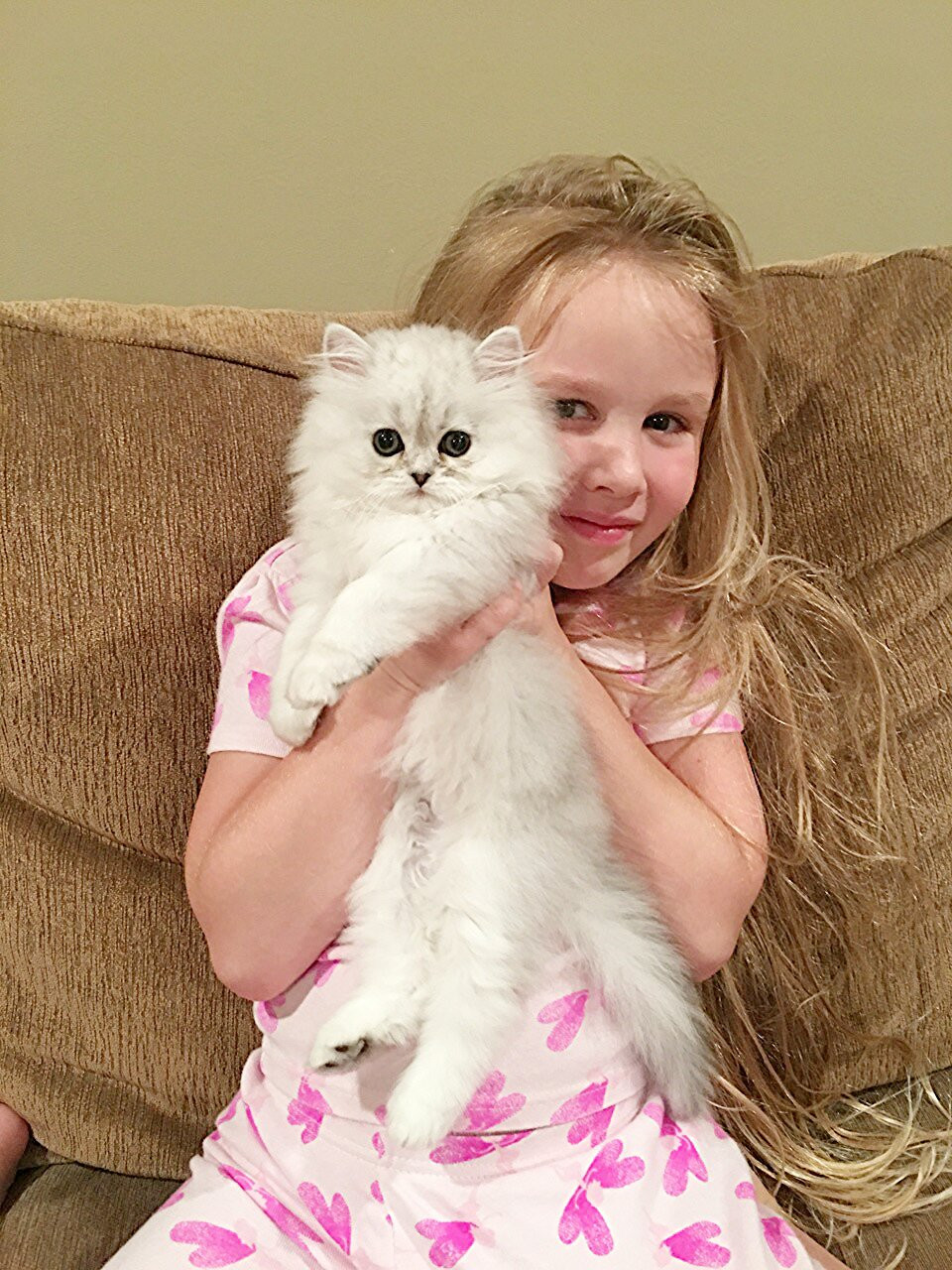 Persian Cats For Sale Knoxville, TN 274513 Petzlover