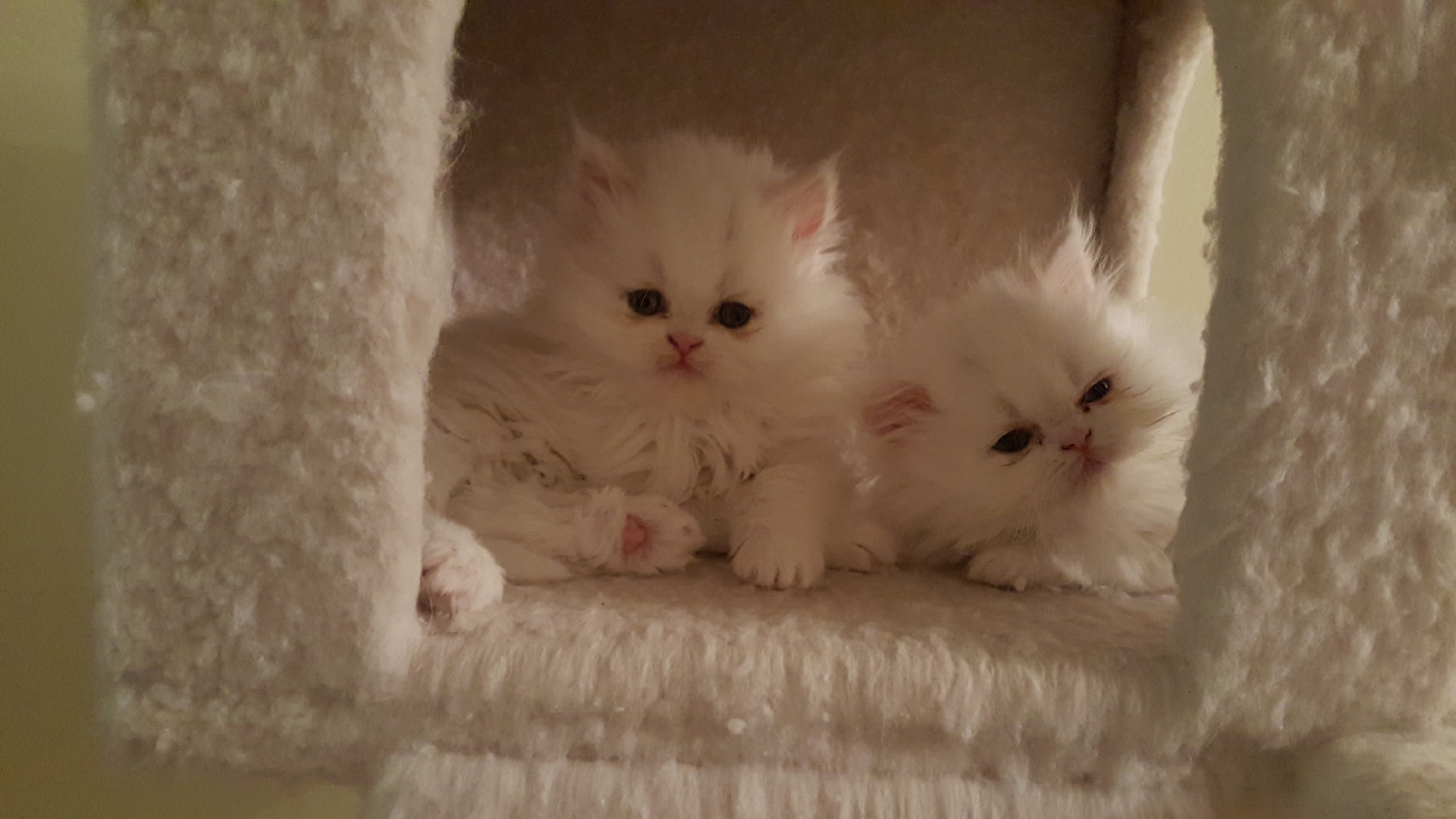 Persian Cats For Sale Stamford Ct 276498 Petzlover