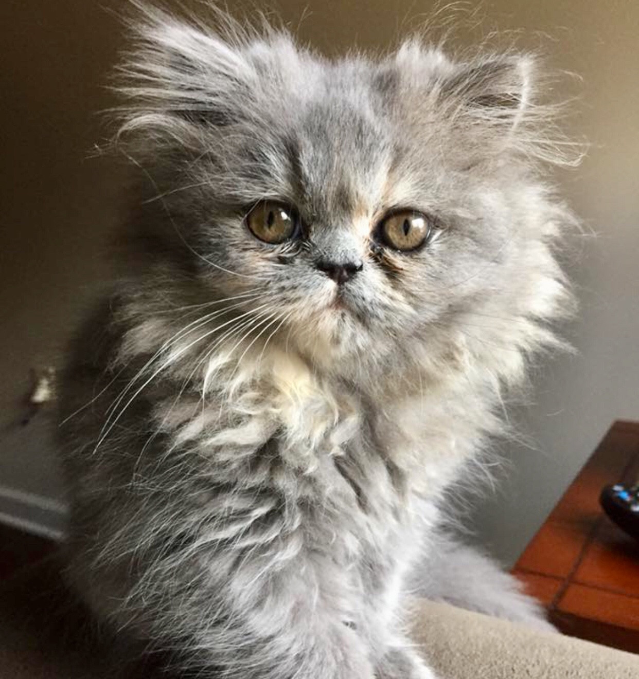 Persian Cats For Sale Sandy Springs, GA 284349