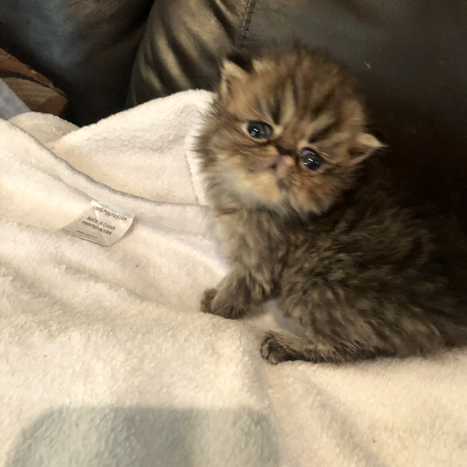 Persian Cats For Sale Charleston, IL 284953 Petzlover