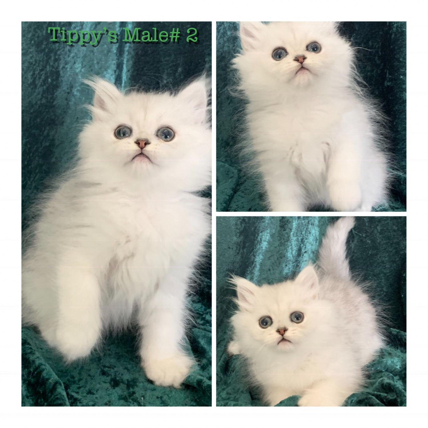 Persian Cats For Sale Ocala, FL 287373 Petzlover