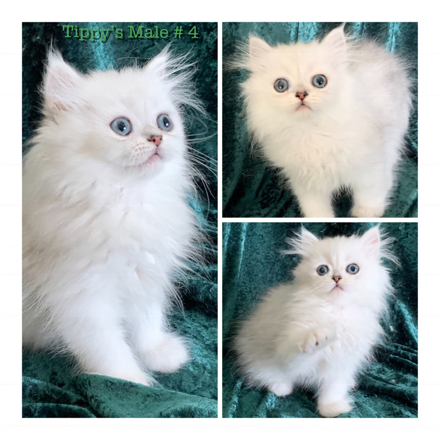 Persian Cats For Sale Ocala, FL 287373 Petzlover