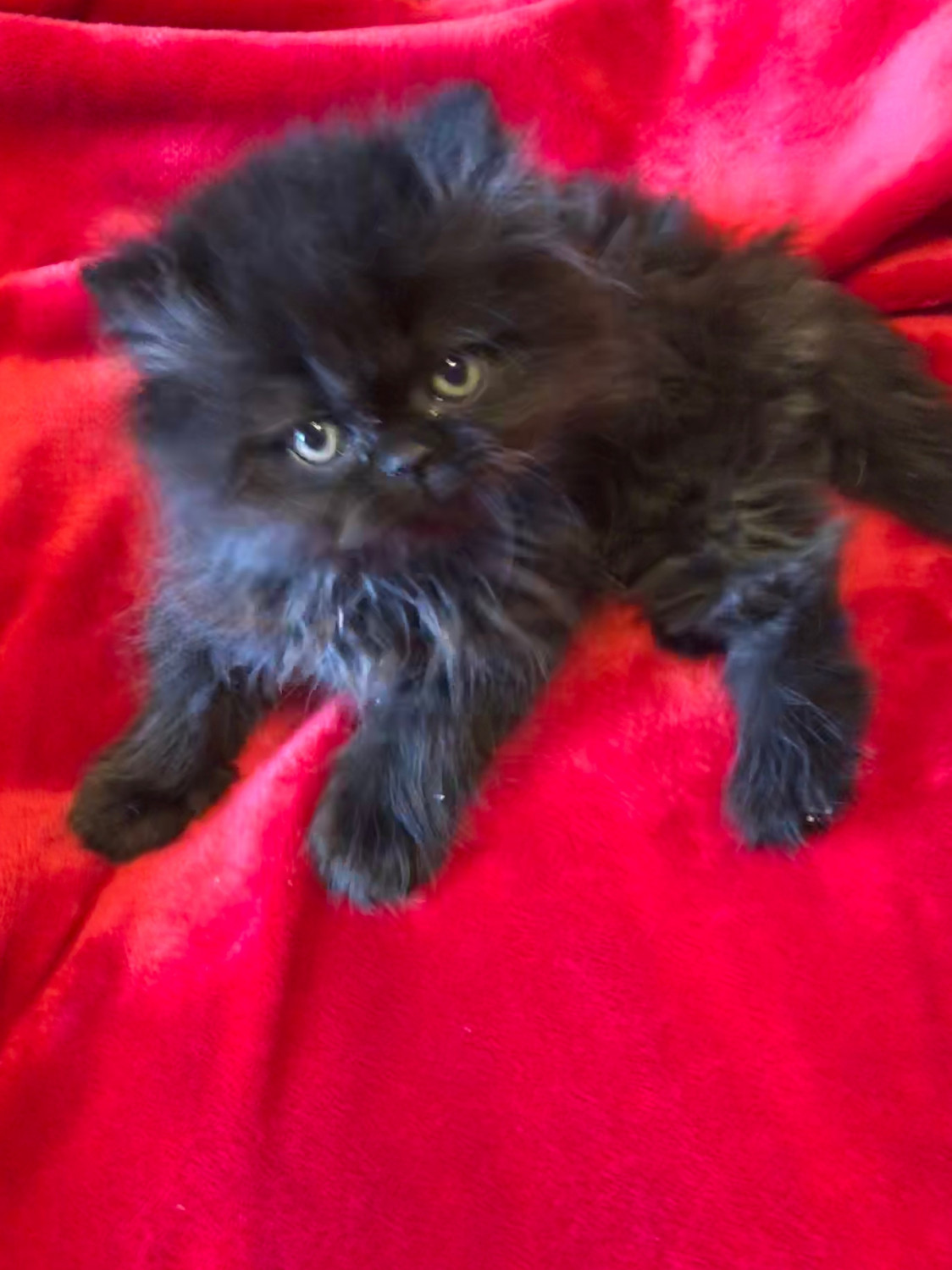 Persian Cats For Sale Brumm River Road, Castleton Township, MI 282327