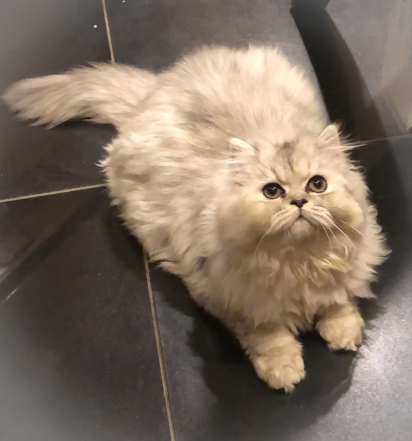 Beautiful Pedigree Persian Kitten Offer €300