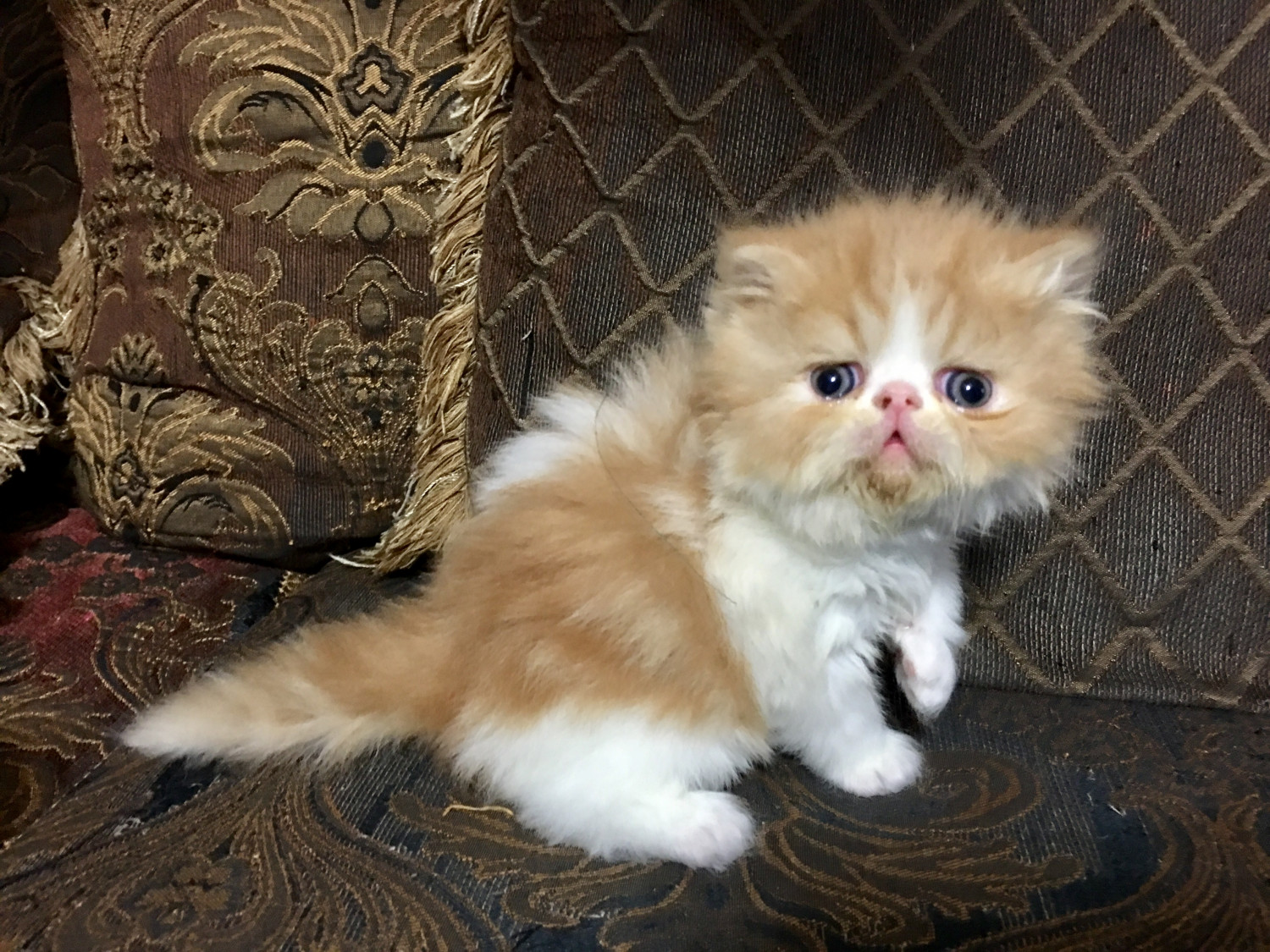 Persian Cats For Sale Phoenix, AZ 292265 Petzlover