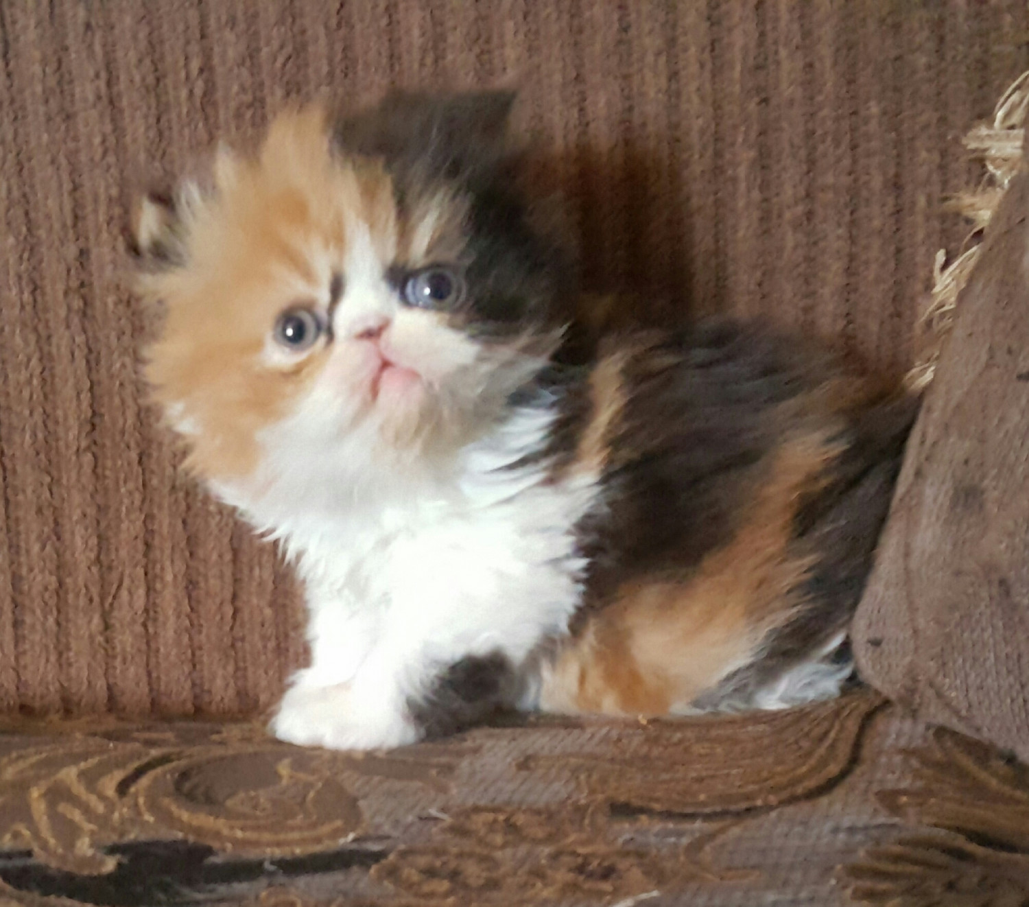 Persian Cats For Sale Phoenix, AZ 292265 Petzlover