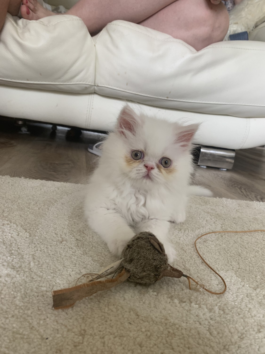 Persian Cats For Sale Stamford, CT 306812 Petzlover
