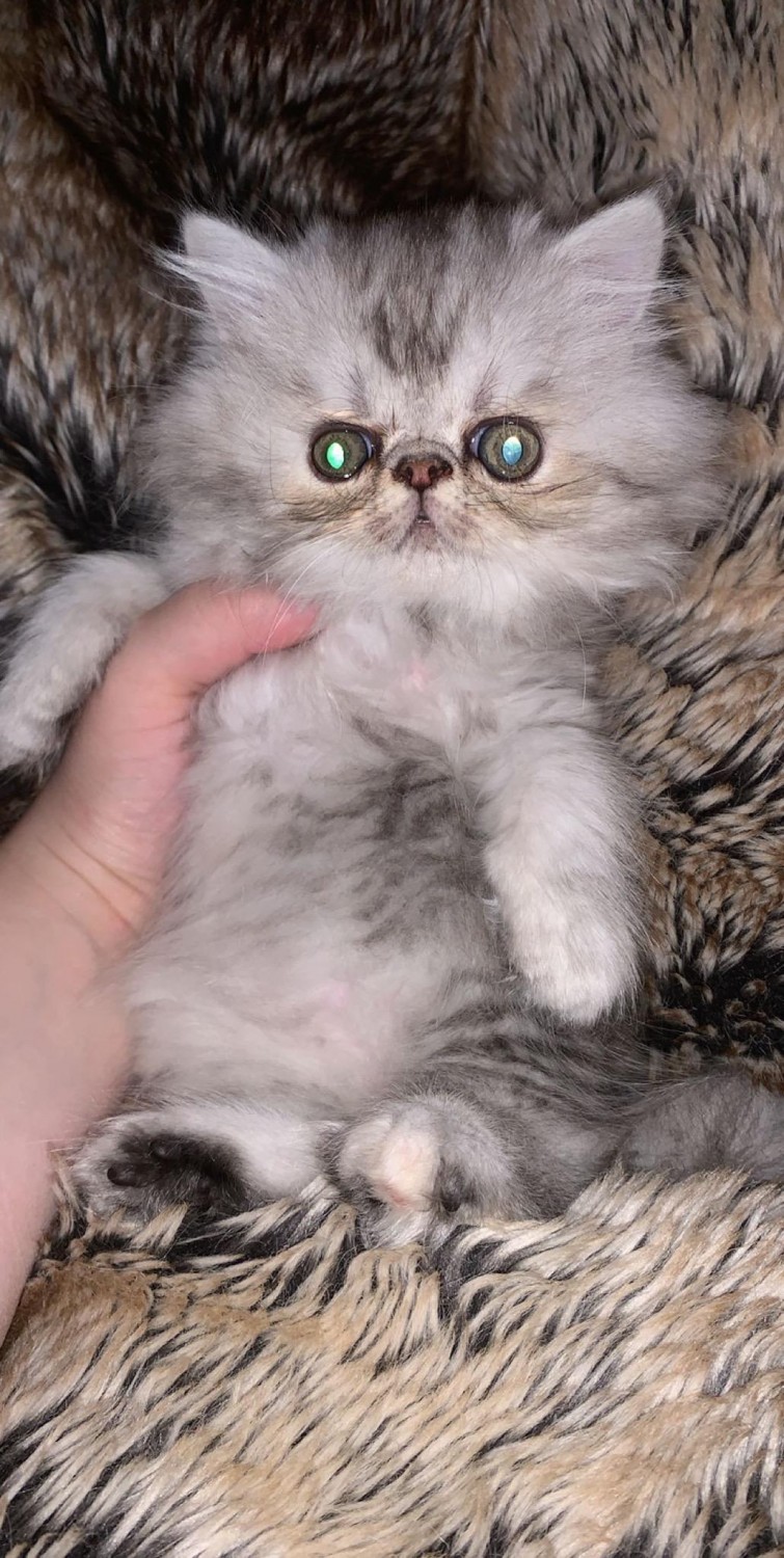 Persian Cats For Sale DeWitt, IA 307707 Petzlover