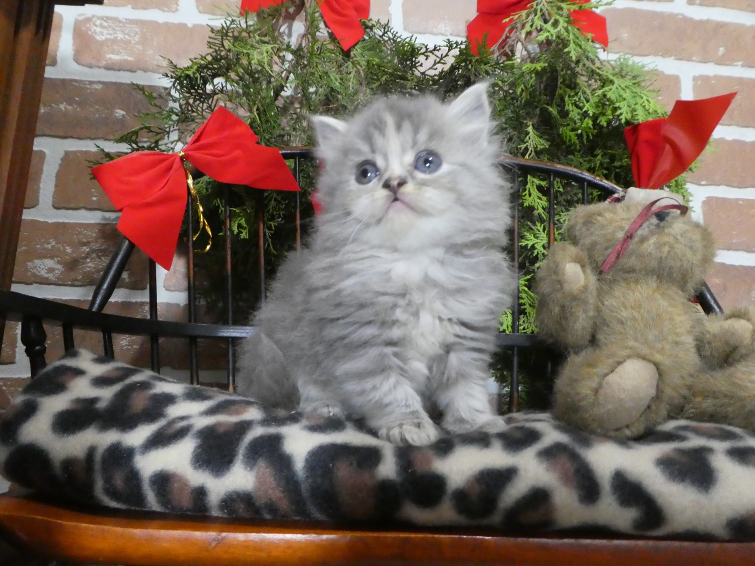 Persian Cats For Sale East Earl, PA 319365 Petzlover