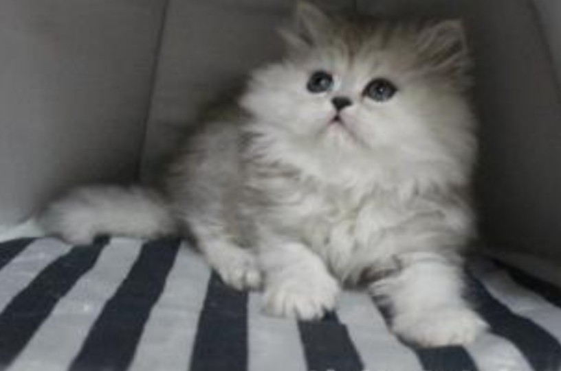 Persian Cats For Sale West Haven, CT 319726 Petzlover