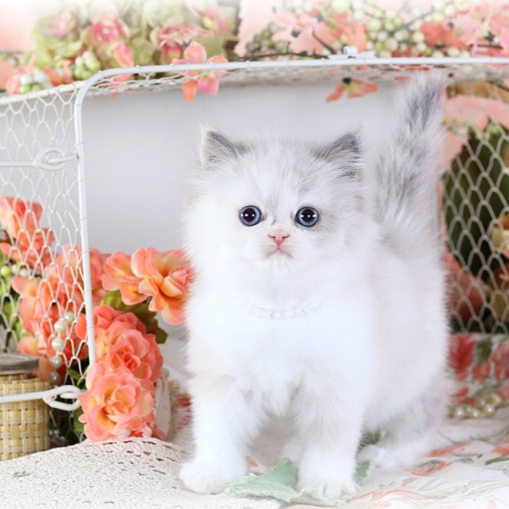 Persian Cats For Sale Terminal E, Grapevine, TX 343984