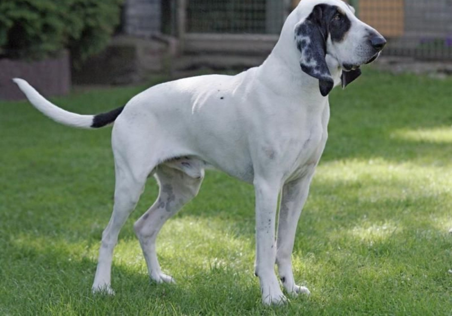 Petit Gascon Saintongeois Dog Breed Information Images Characteristics Health
