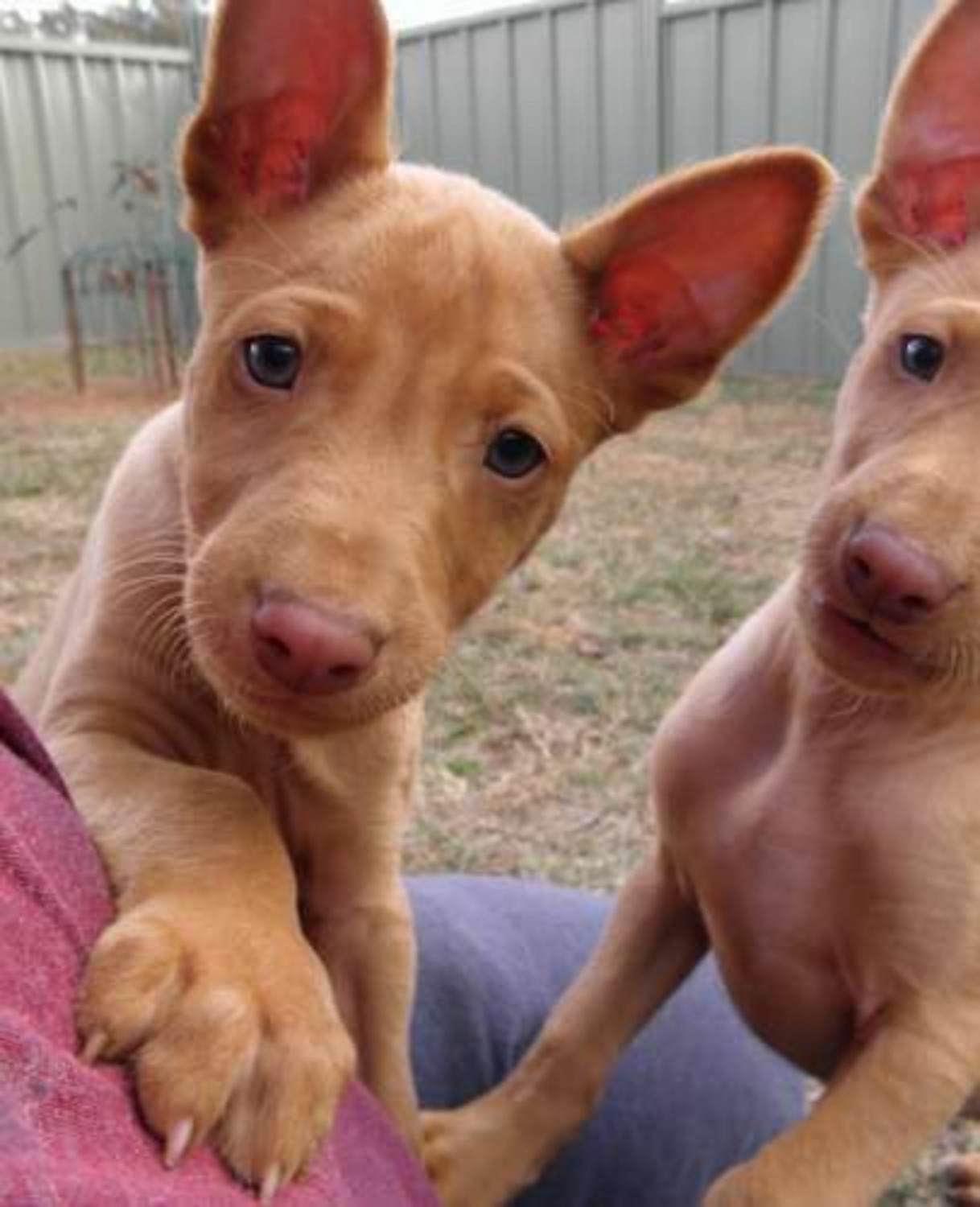 Pharaoh Hound Vs Mexican Hairless Breed Comparison