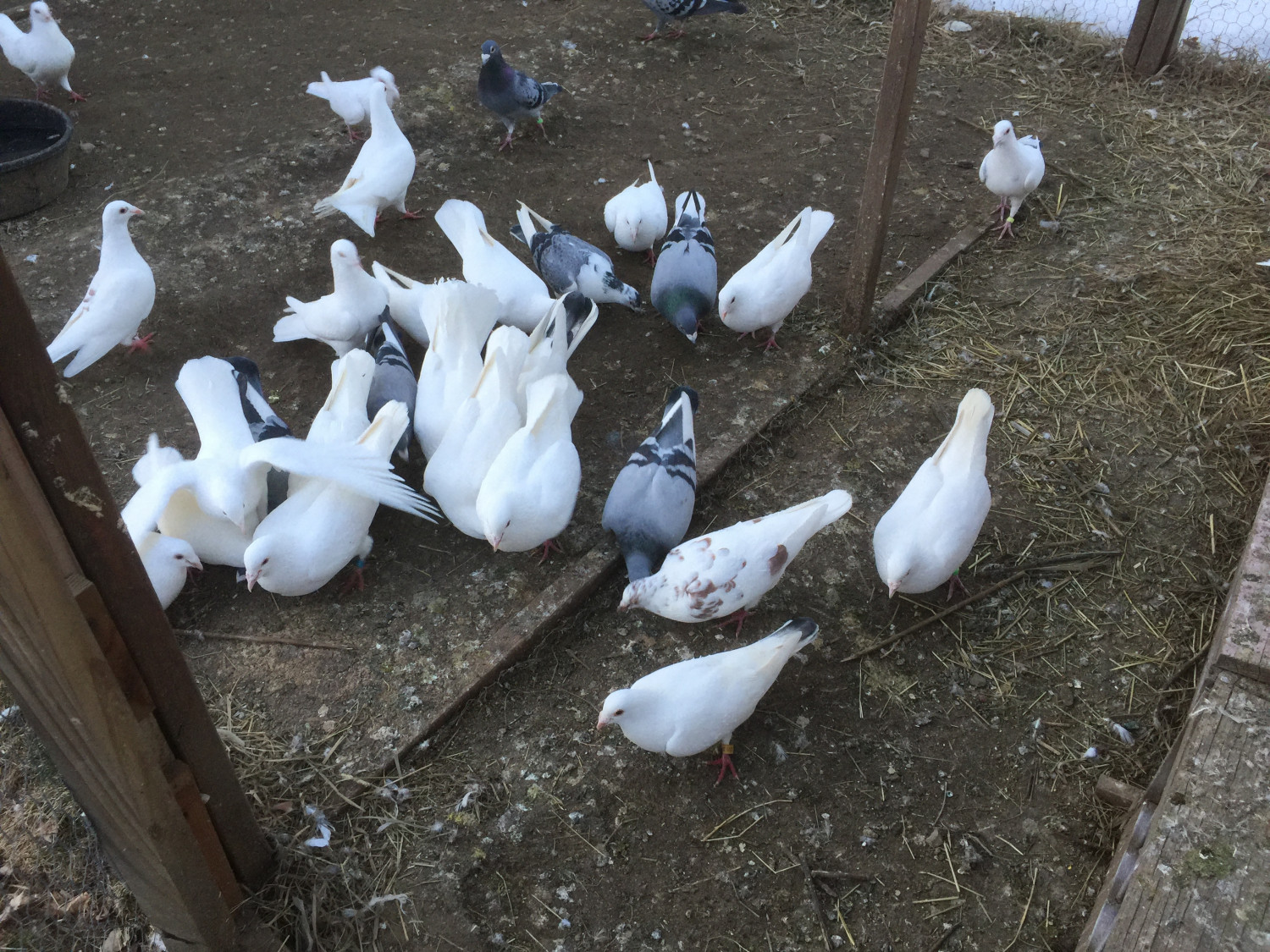 Pigeon Birds For Sale Latham Ny 274748 Petzlover