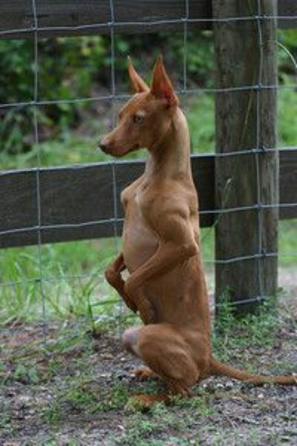 Podenco Andaluz Dog Breed Information, Images