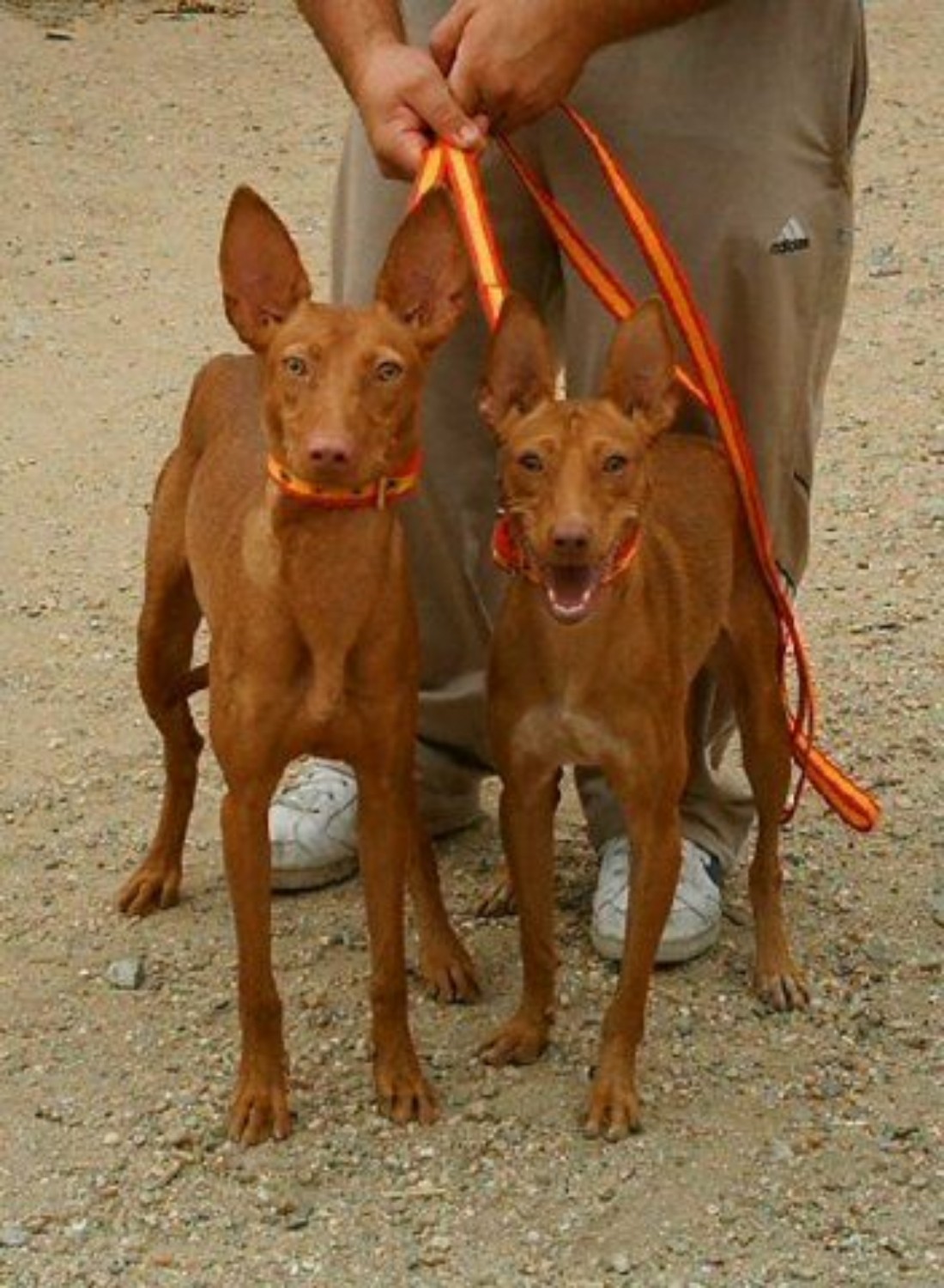 Podenco Andaluz Dog Breed Information, Images