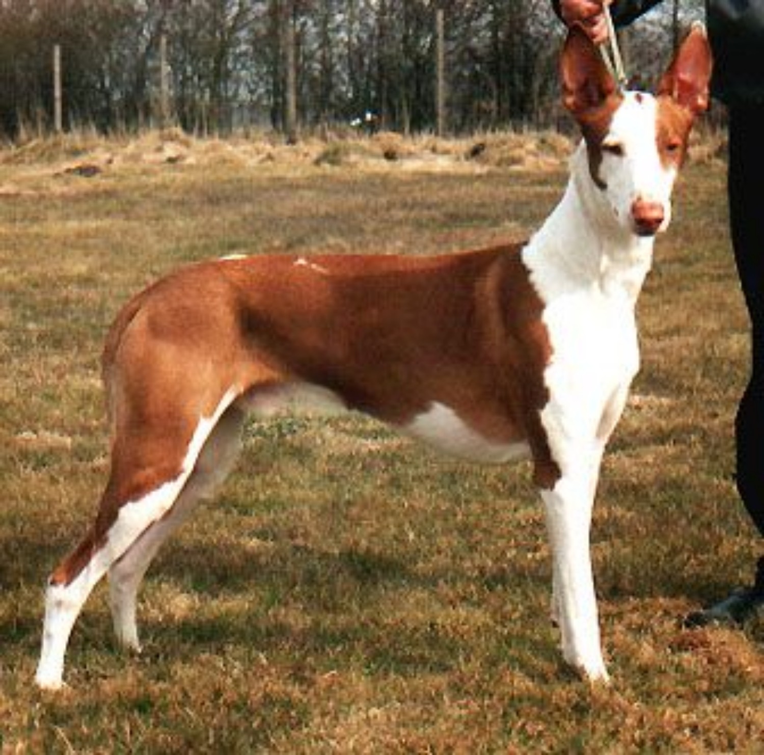 Podenco Canario Dog Breed Information, Images