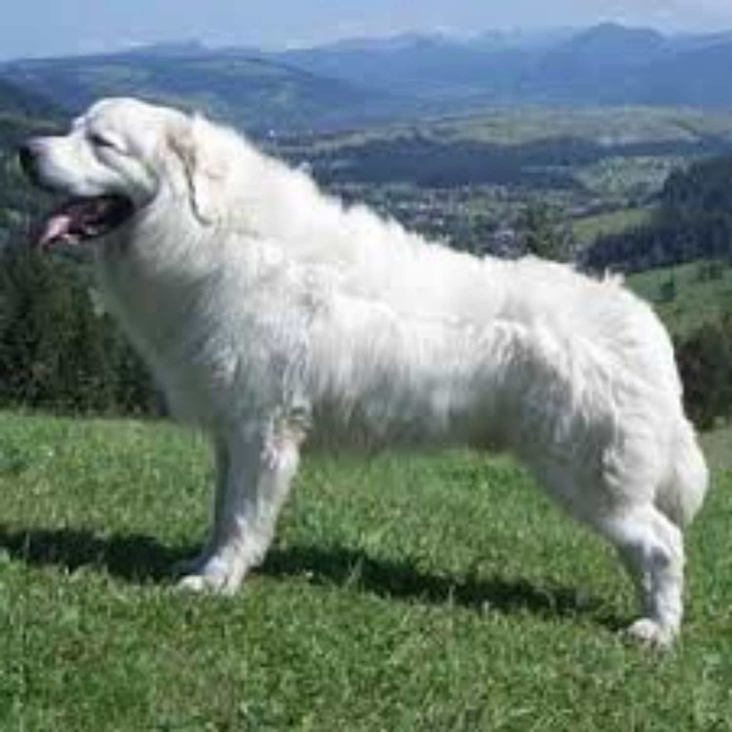 Polish Tatra Sheepdog Dog Breed Information Images Characteristics Health