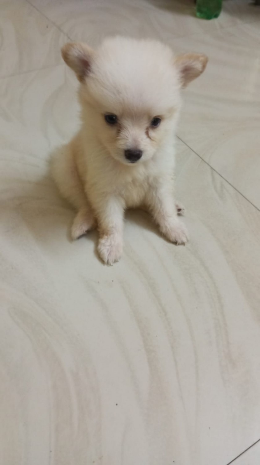 Pomeranian Puppies For Sale Kottayam, KL 102083
