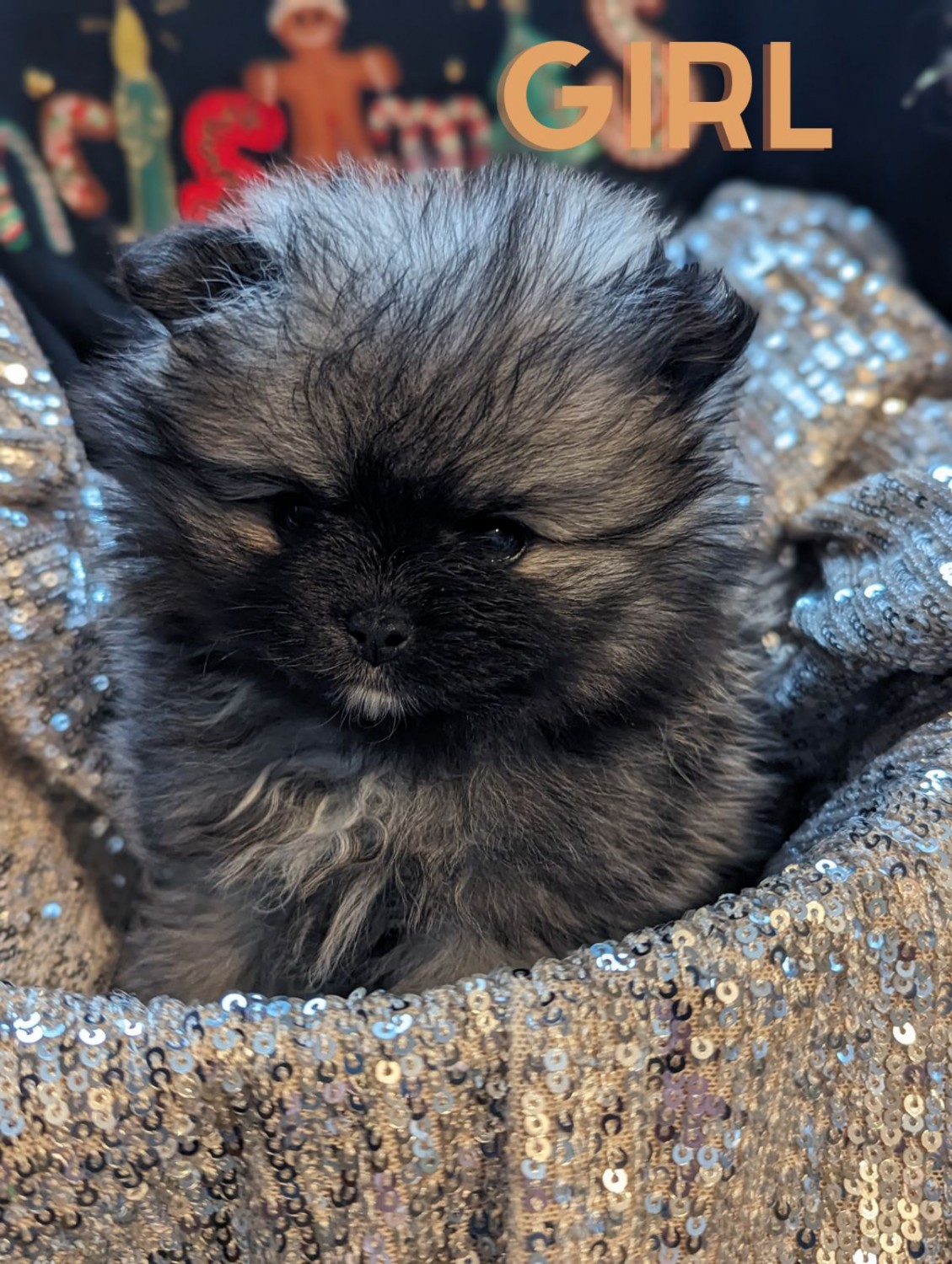 Pomeranian Puppies For Sale Warsaw, IN 556397 Petzlover