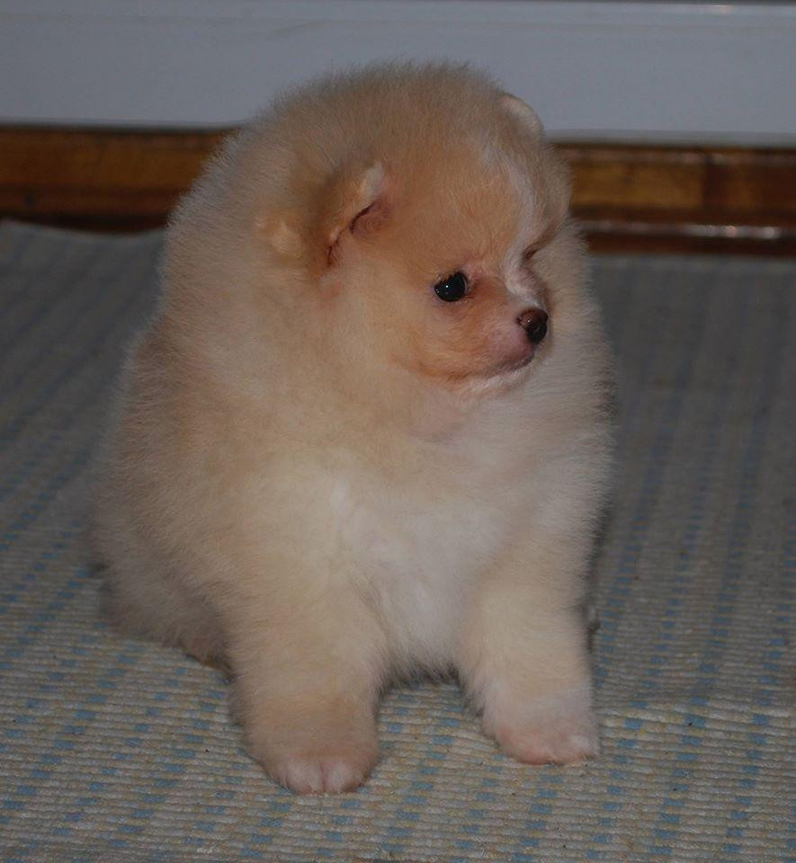 Pomeranian Puppies For Sale Abilene, TX 122085