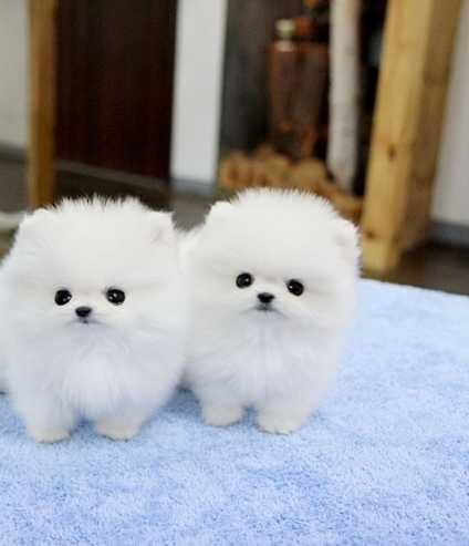 Pomeranian Puppies For Sale | New Haven, CT #136926 Newborn Pomeranian
