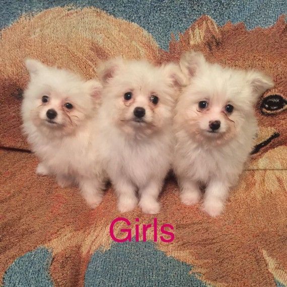 Pomeranian Puppies For Sale Dallas, WV 173796 Petzlover