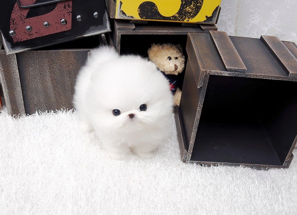 Pomeranian Puppies For Sale | Memphis, TN #208680