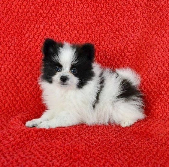 Pomeranian Puppies For Sale Vancouver, WA 217284