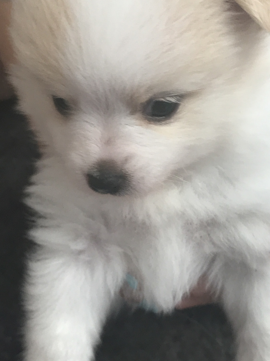 Pomeranian Puppies For Sale | Grand Rapids, MI #226598
