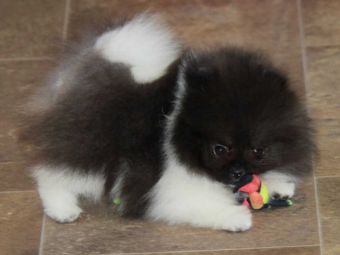 Pomeranian Puppies For Sale | Memphis, TN #228444
