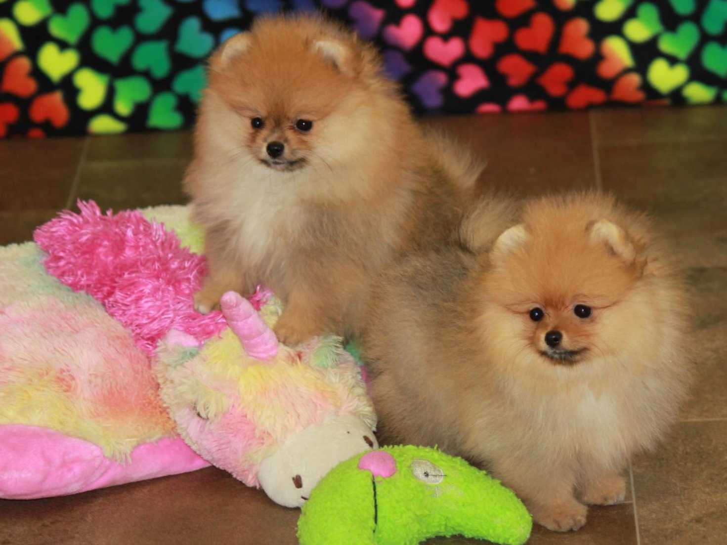 Pomeranian puppy for sale best price in delhi
