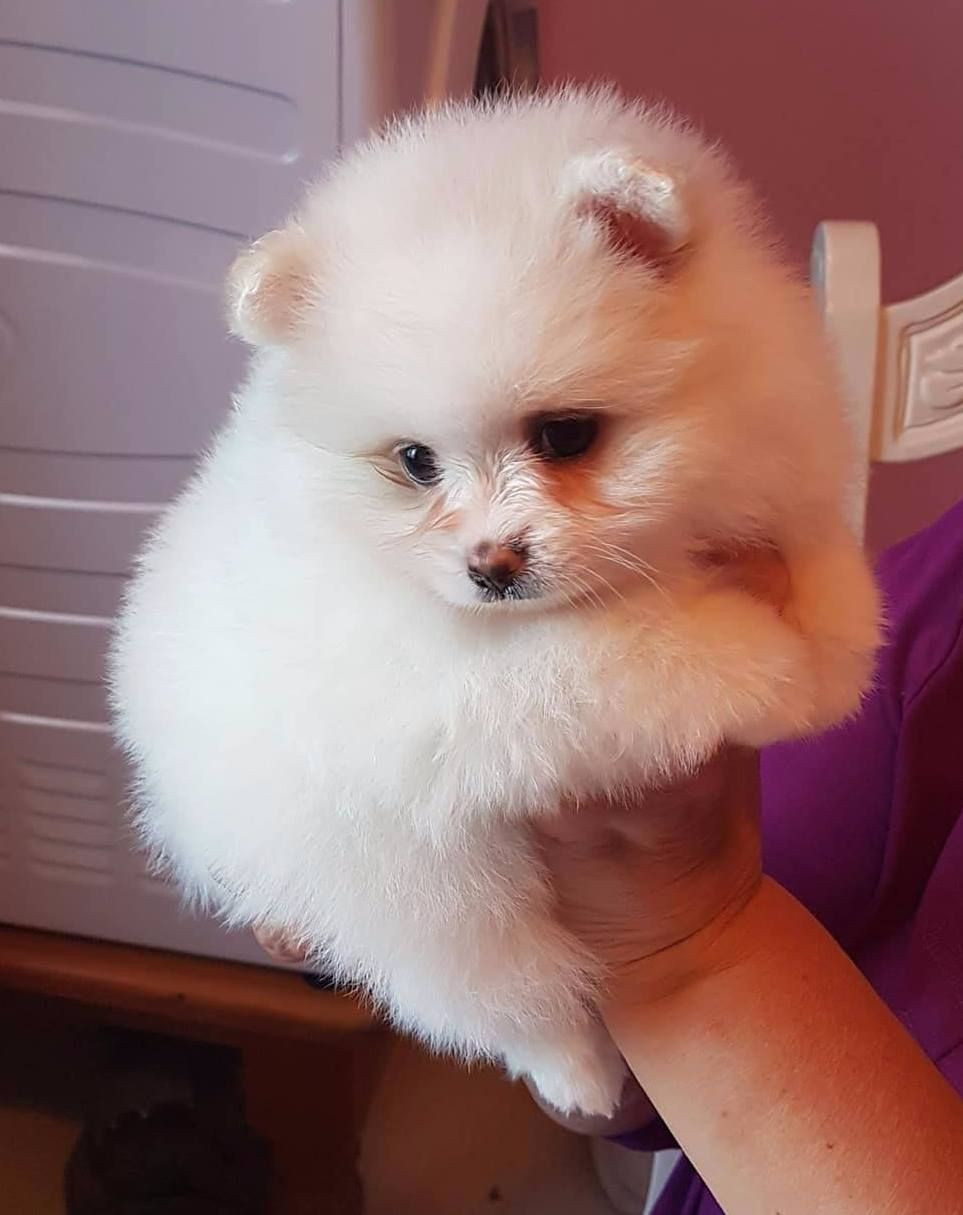 Pomeranian Puppies For Sale | New York, IA #253087 Newborn Pomeranian