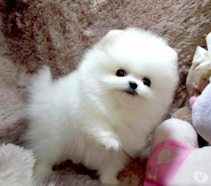 Pomeranian Puppies For Sale Miami Beach, FL 257292.