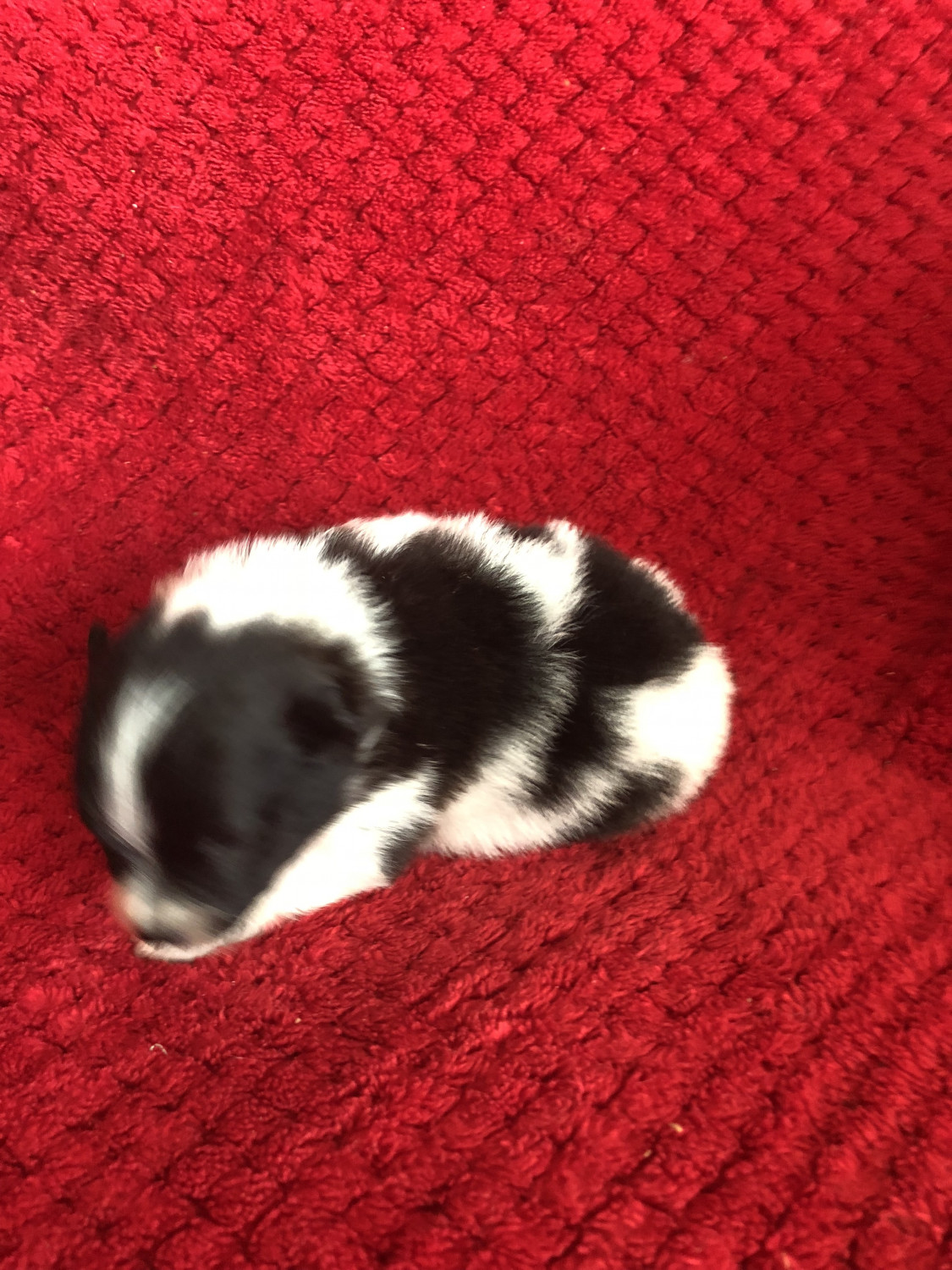 Pomeranian Puppies For Sale York, SC 262072 Petzlover