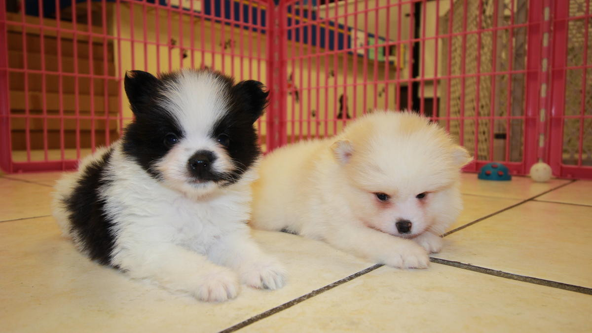Pomeranian Puppies For Sale Phoenix, AZ 267626