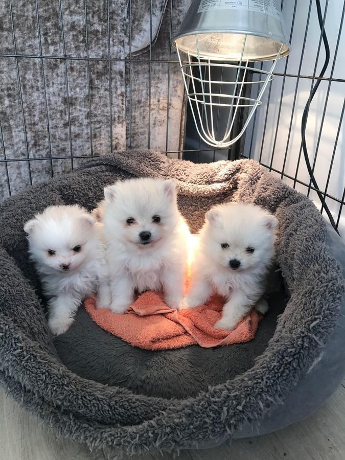 Pomeranian Puppies For Sale San Diego, CA 268079