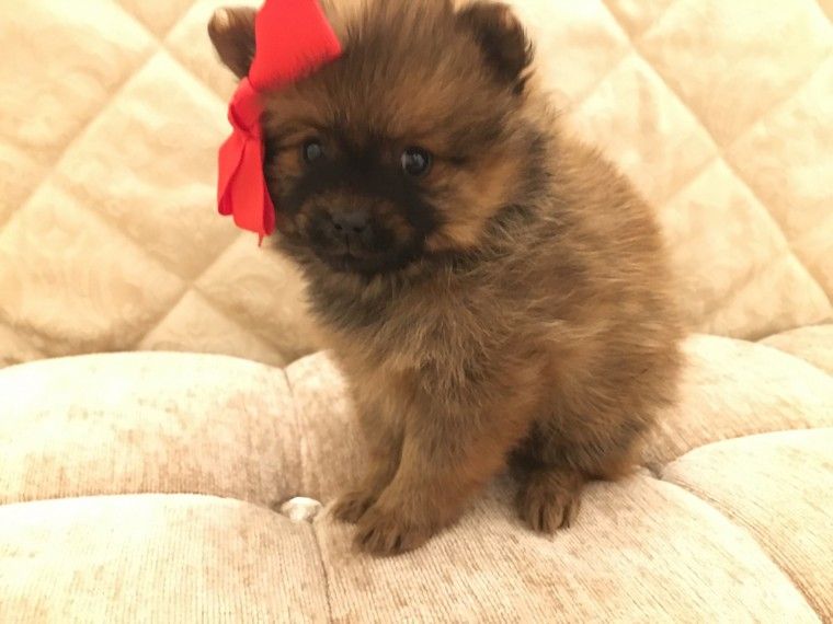 Pomeranian Puppies For Sale | Portland, OR #273126