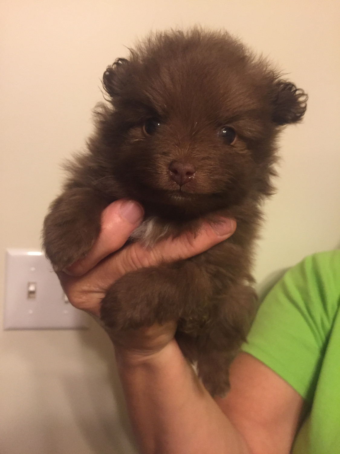 Pomeranian Puppies For Sale Nicholasville, KY 275954